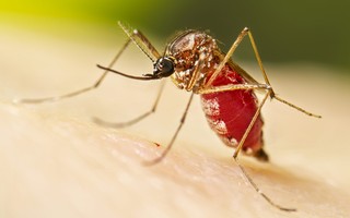 Existe um sangue preferido pelo Aedes aegypti? Saiba o que é verdade e o que é mito sobre o mosquito
