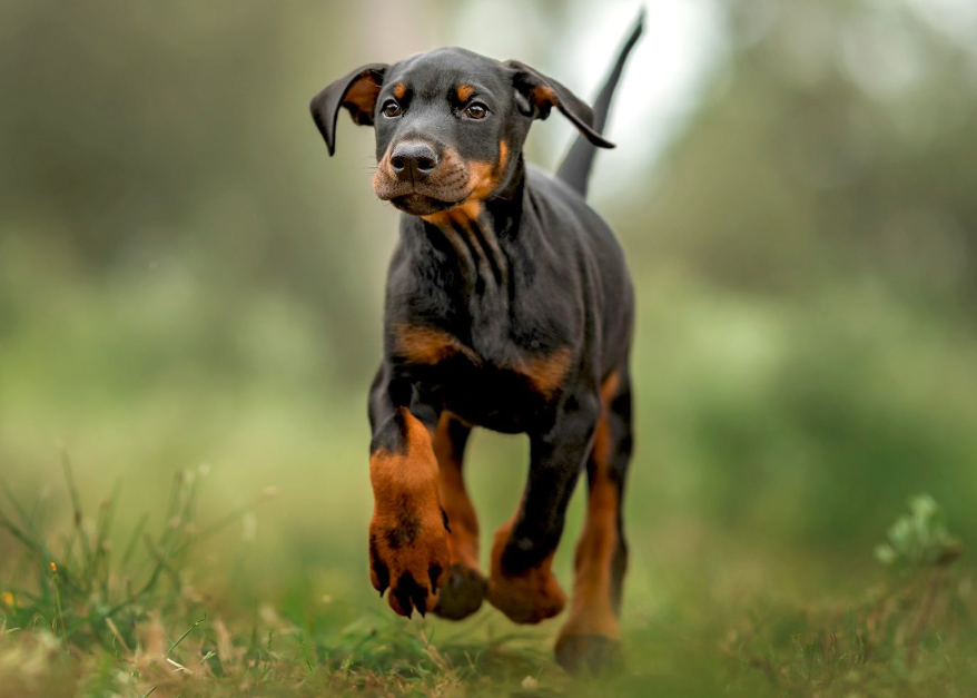 Doberman Pinschers Worst Dog Breeds