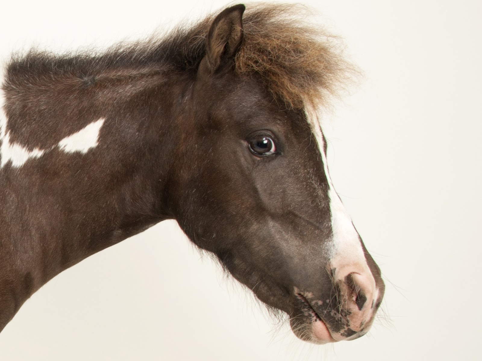 Horse | National Geographic