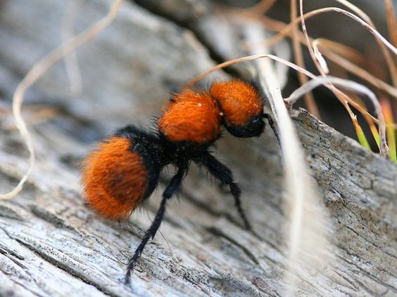 Four-Spotted velvet ants