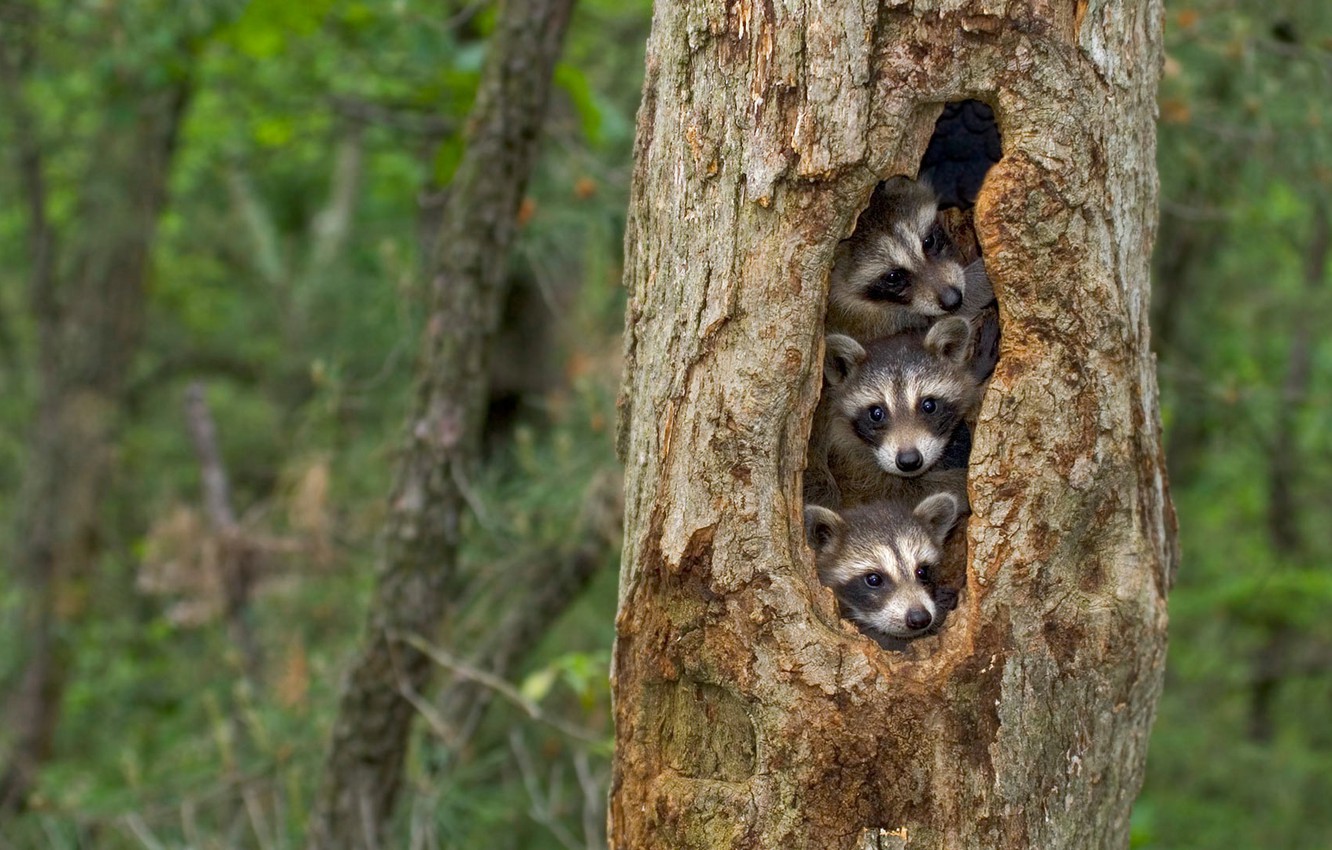 Do Raccoons Nest In Trees