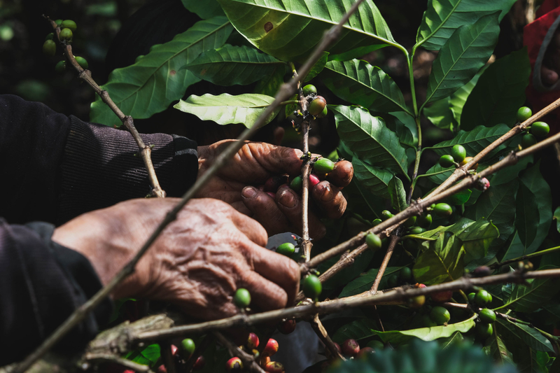 Coffee is still picked by hand. Socially conscious processors buy from regenerative farmers who have social equity as one of their standards.