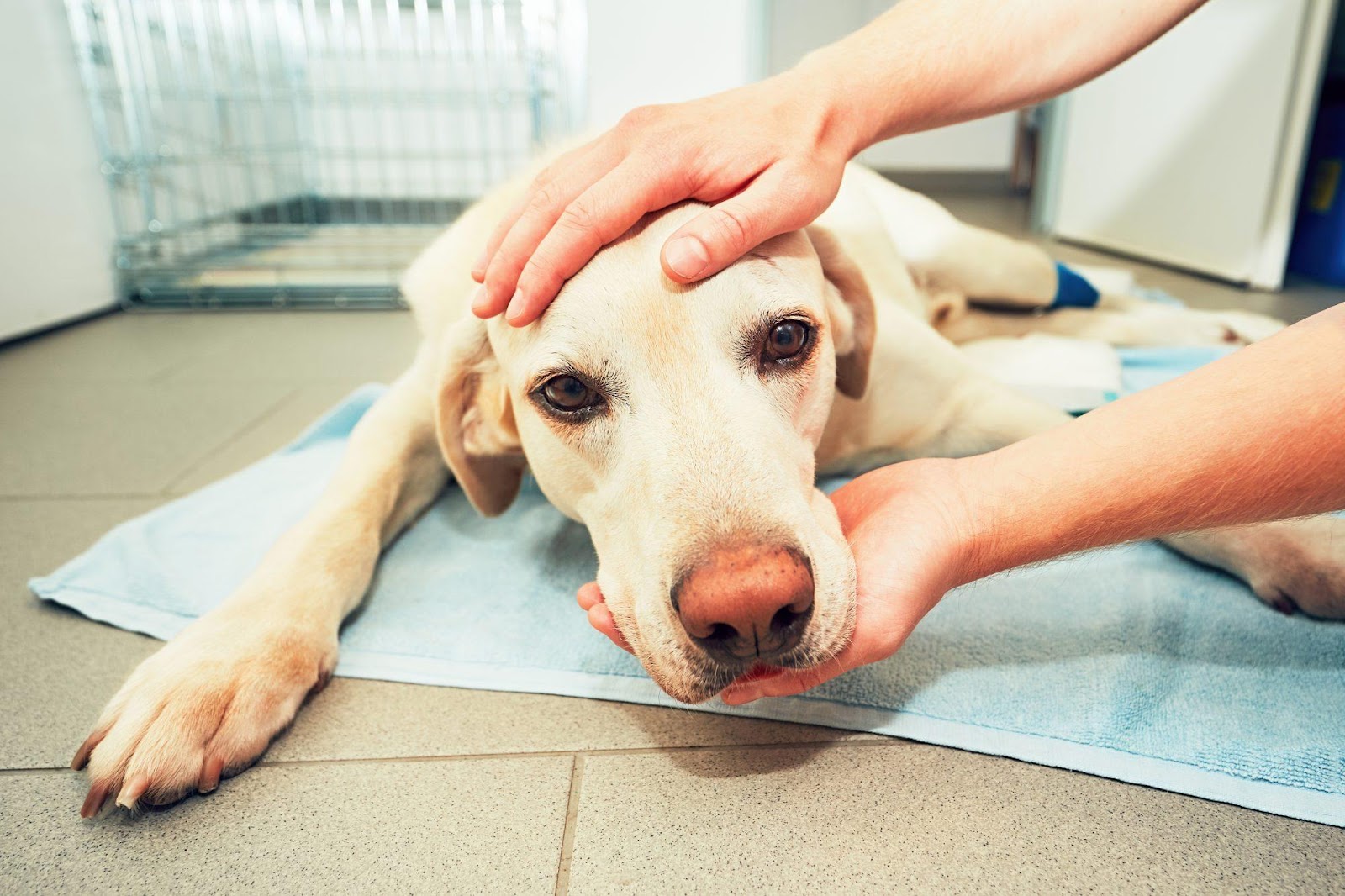 Seizures in Dogs: What Causes Them and How We Treat Them | Oakland  Veterinary Referral Services
