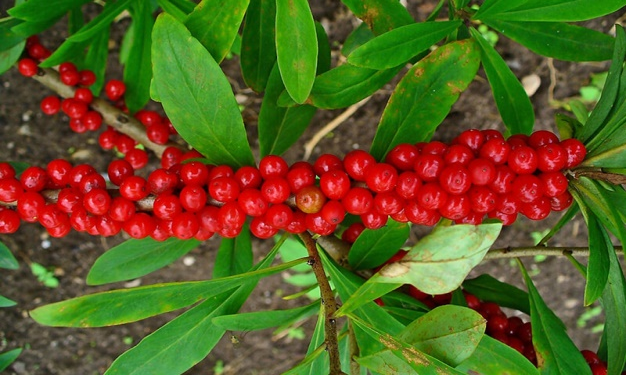 Вовче лико звичайне (Daphne mezereum) — фото та опис рослини 🌿