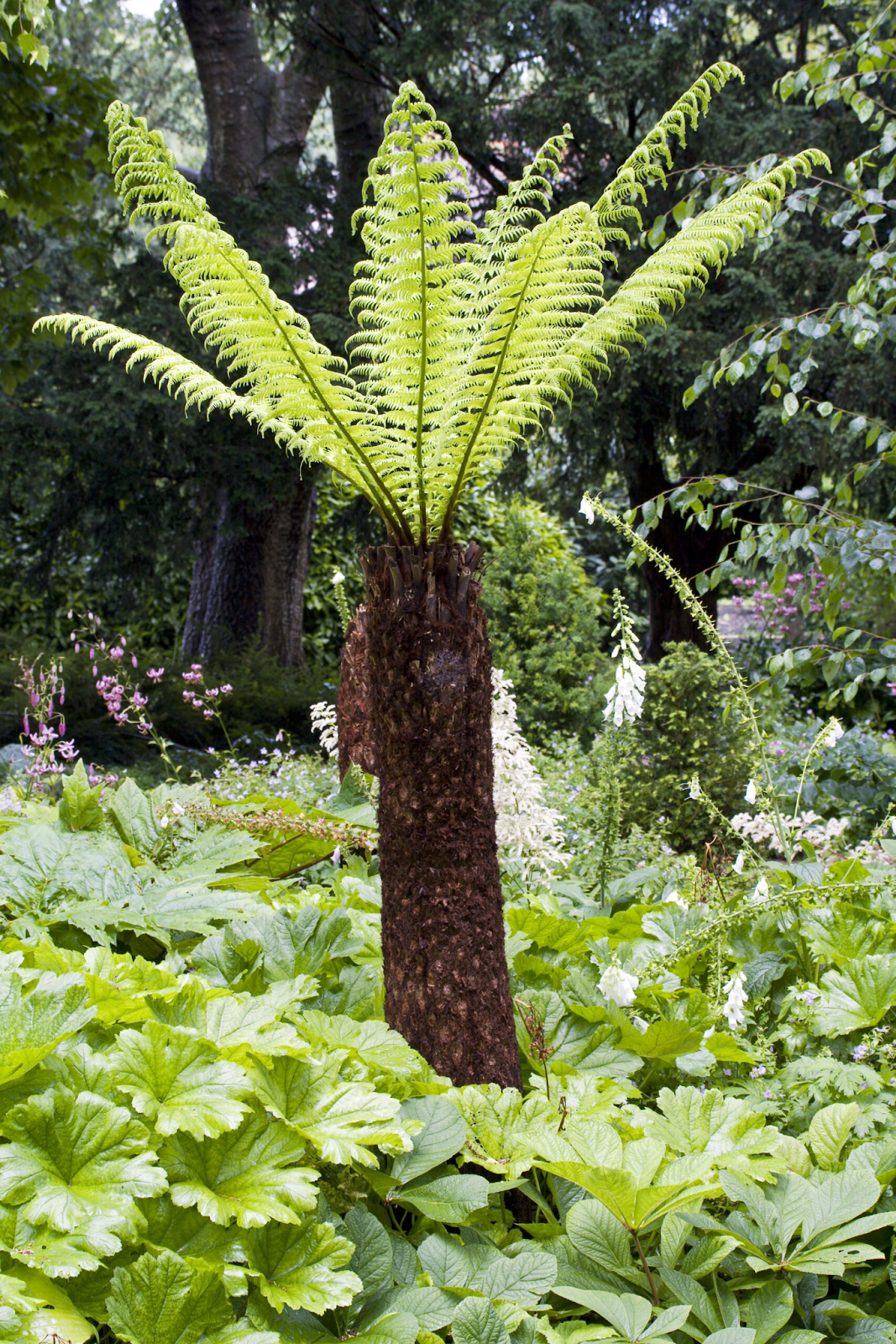 Tree Fern (Dicksonia antarctica)