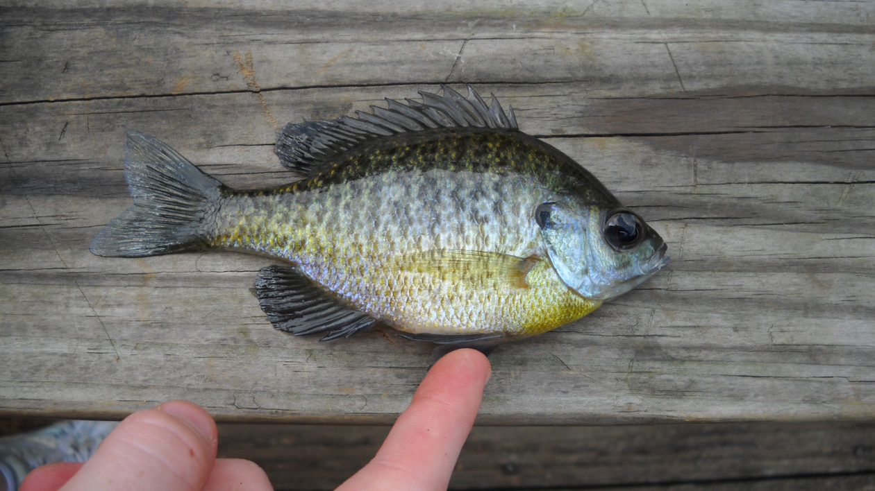 coppernose bluegill forage fish