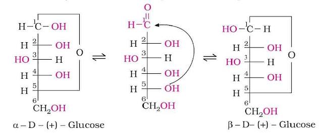 Biomolecules Chemistry Class 12 Notes