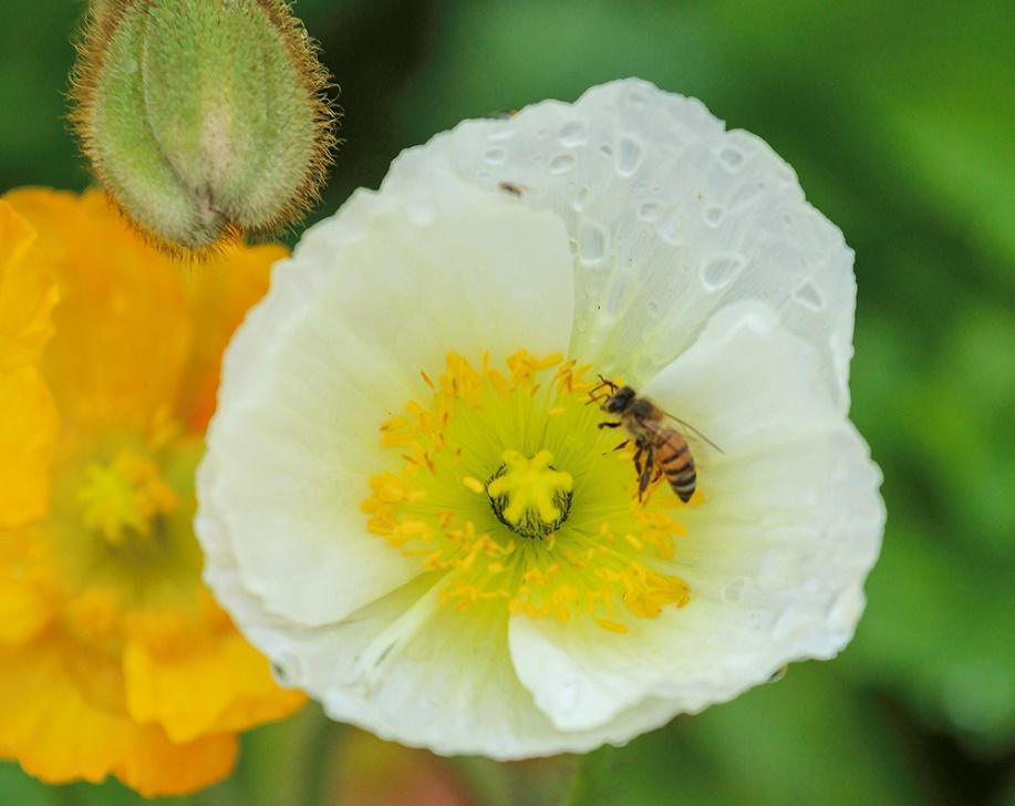  A single white flower