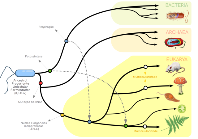 processo de formação dos reinos de seres vivos - sistemática filogenética