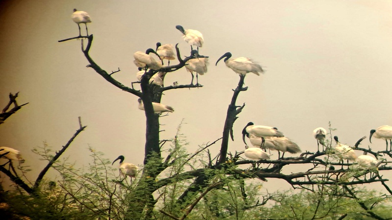 Bharatpur Bird Sanctuary