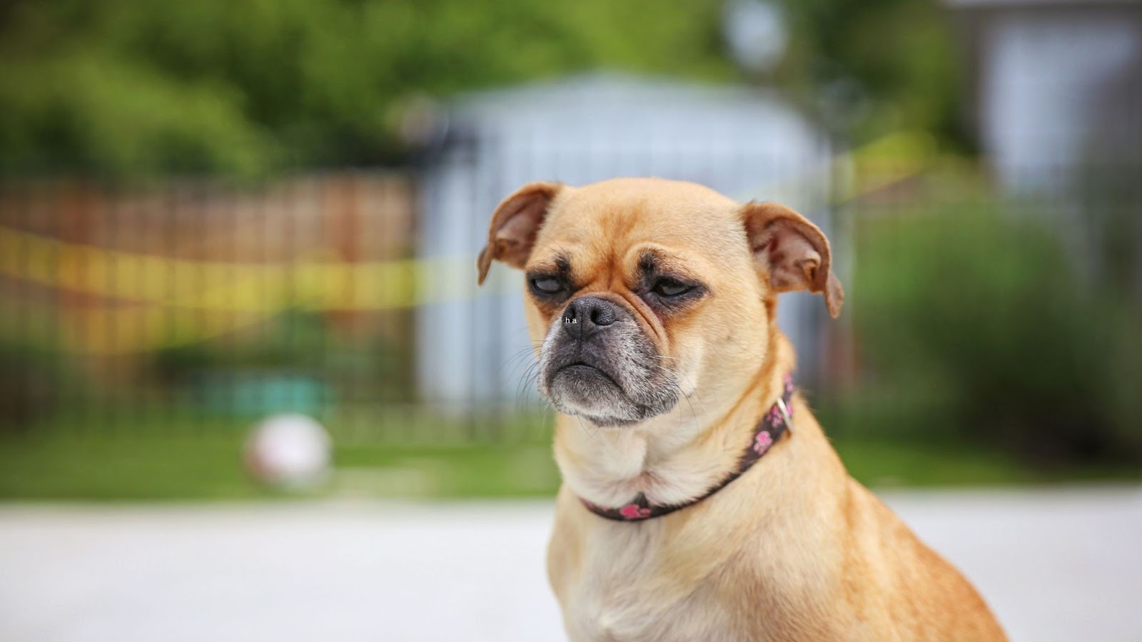 calm and happy retro pug adult sitting outside