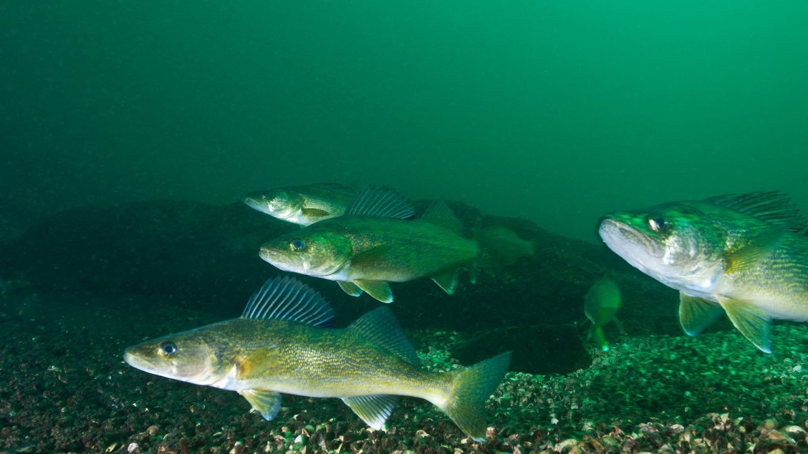 Safe catch and release practices for walleye - Walleye habitat preservation