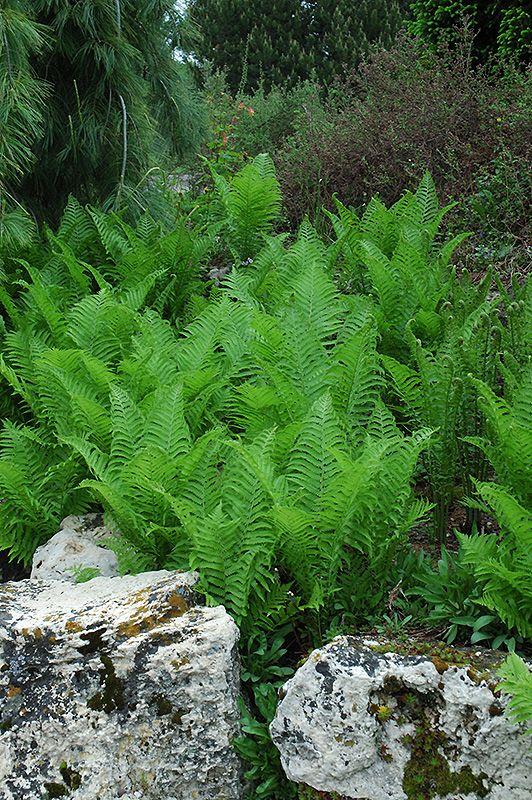 Ostrich Ferns