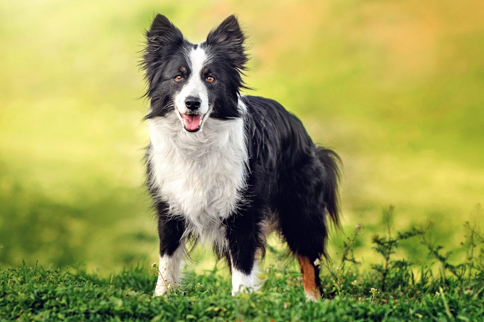 Are Border Collies Aggressive