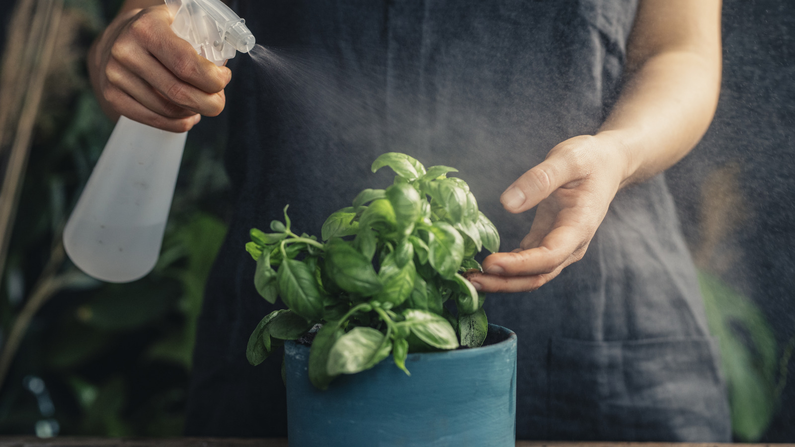 Water the basil plant regularly
