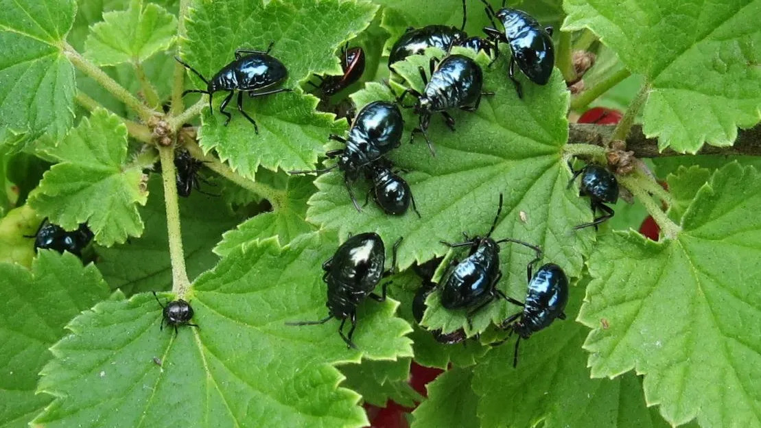 Black beetles