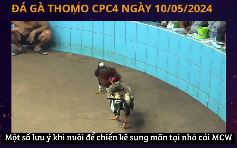 Một số lưu ý khi nuôi để chiến kê sung mãn tại nhà cái MCW