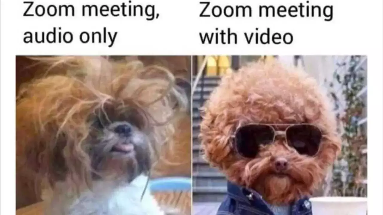 Zoom meeting, audio only - picture of a shih tzu with a messy wig

Zoom meeting, with video, very fluffy dog, wearing sunglasses and a tiny denim jacket.