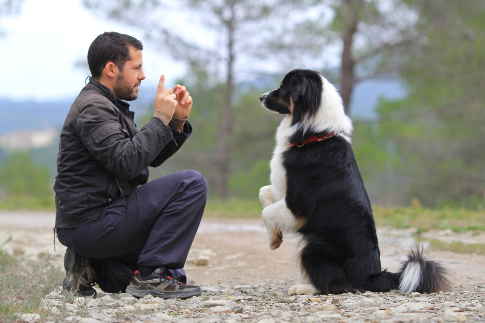 owner training a dog while the dog is in standing command