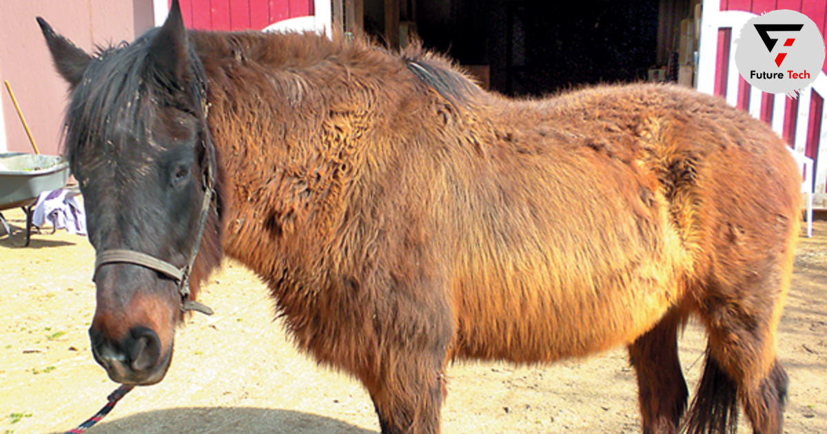 Cushings disease symptoms in horses