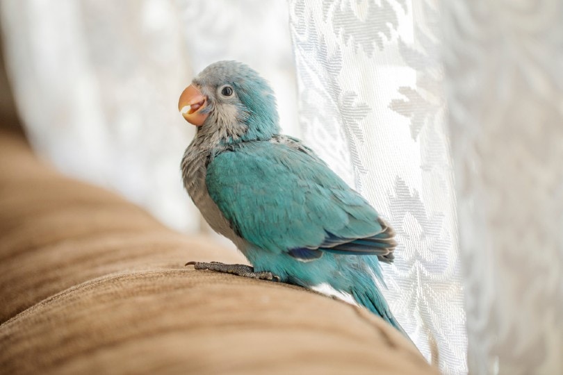 Quaker Parrot Blue For Sale