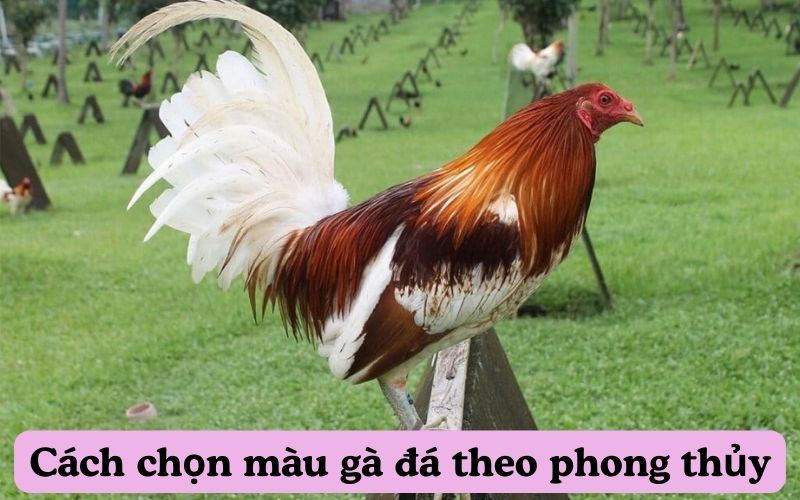 Cách chọn màu gà đá theo phong thủy