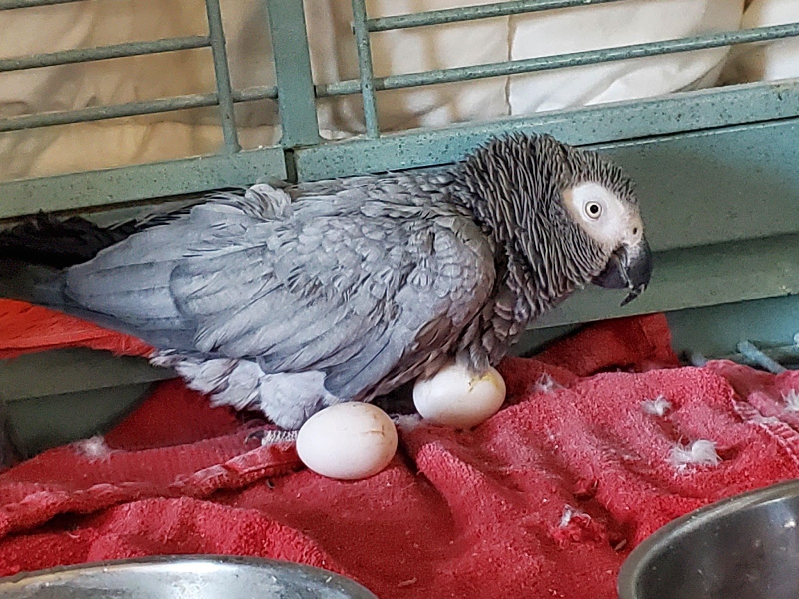 African Grey Parrots Eggs