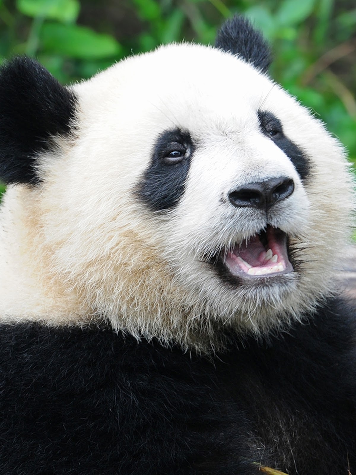 Giant Panda Facts and Pictures