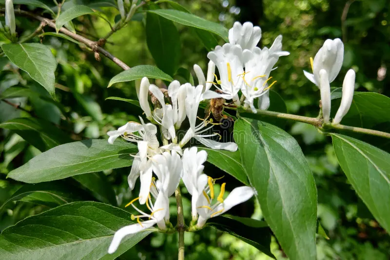 White Flowering Honeysuckle Vine (Lonicera japonica 'Alba')
