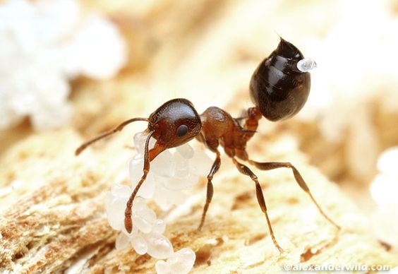 Acrobat ants in Massachusetts