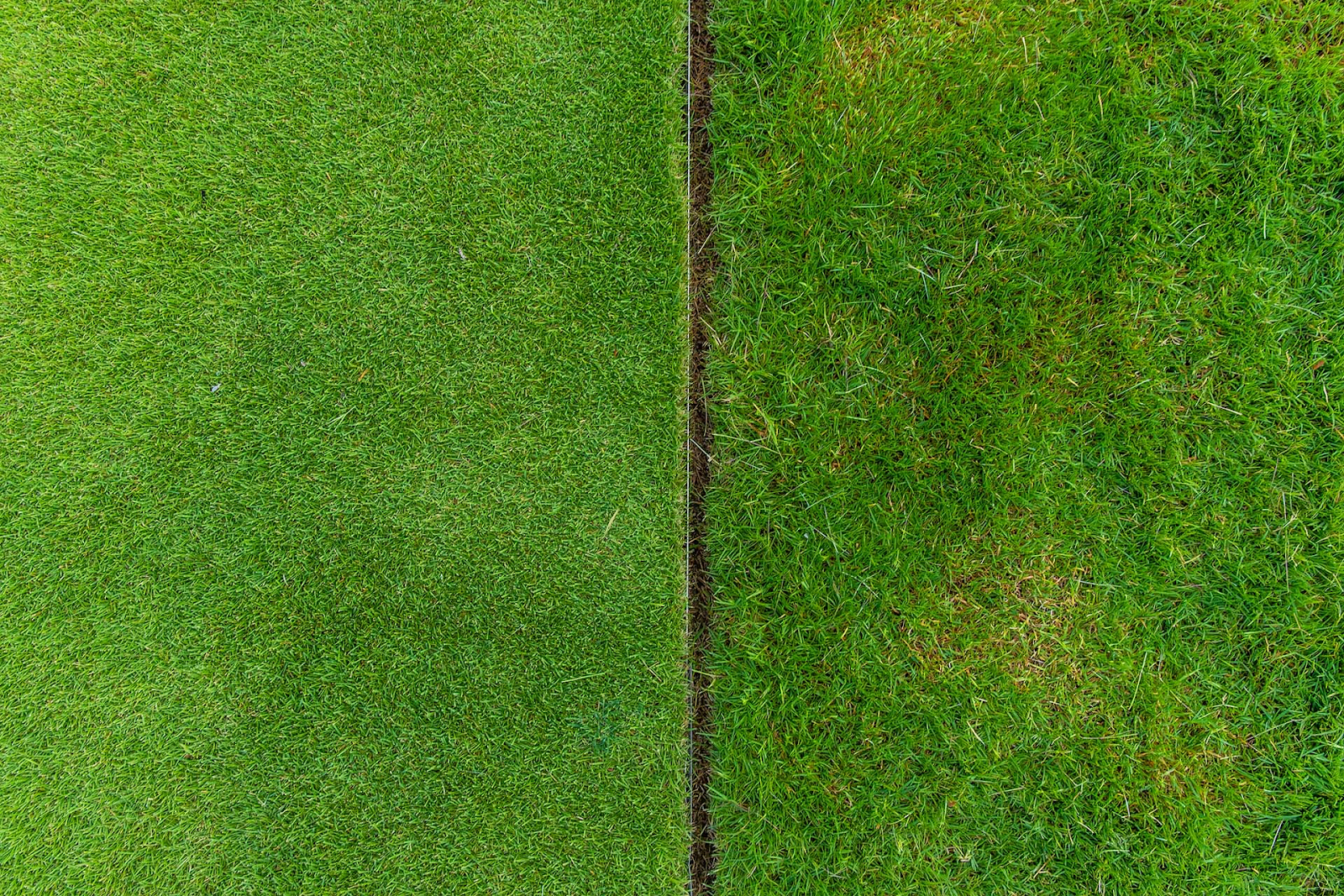 Difference Between Buffalo and Kikuyu Grass