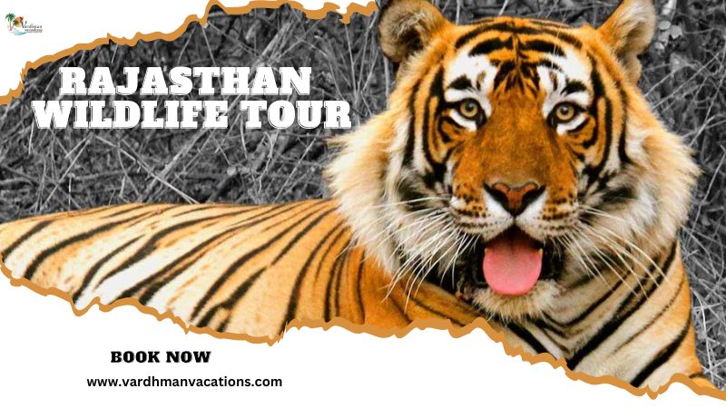 Rajasthan Wildlife Tour Packages