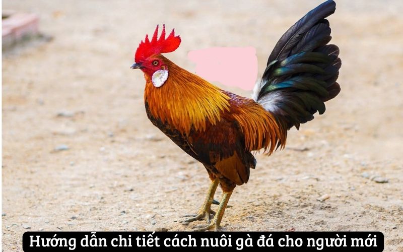 Hướng dẫn chi tiết cách nuôi gà đá cho người mới