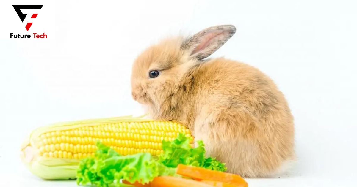 rabbits eat corn