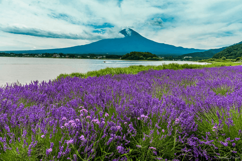 A field of purple flowers with a mountain in the background

Description automatically generated