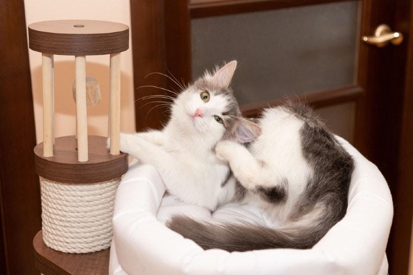 gato rascándose la oreja