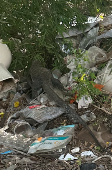 A lizard in a pile of trash

Description automatically generated
