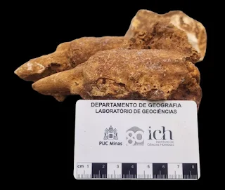 Fóssil do animal que viveu no Pleistoceno e era da megafauna extinta ao final da última era glacial  — Foto: Foto: L.E.P. Travassos/Divulgação