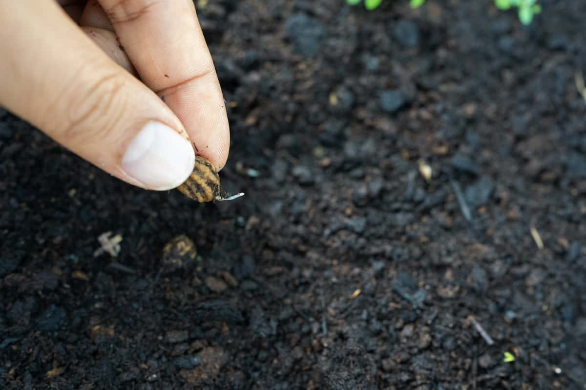 Scarify the seeds.
