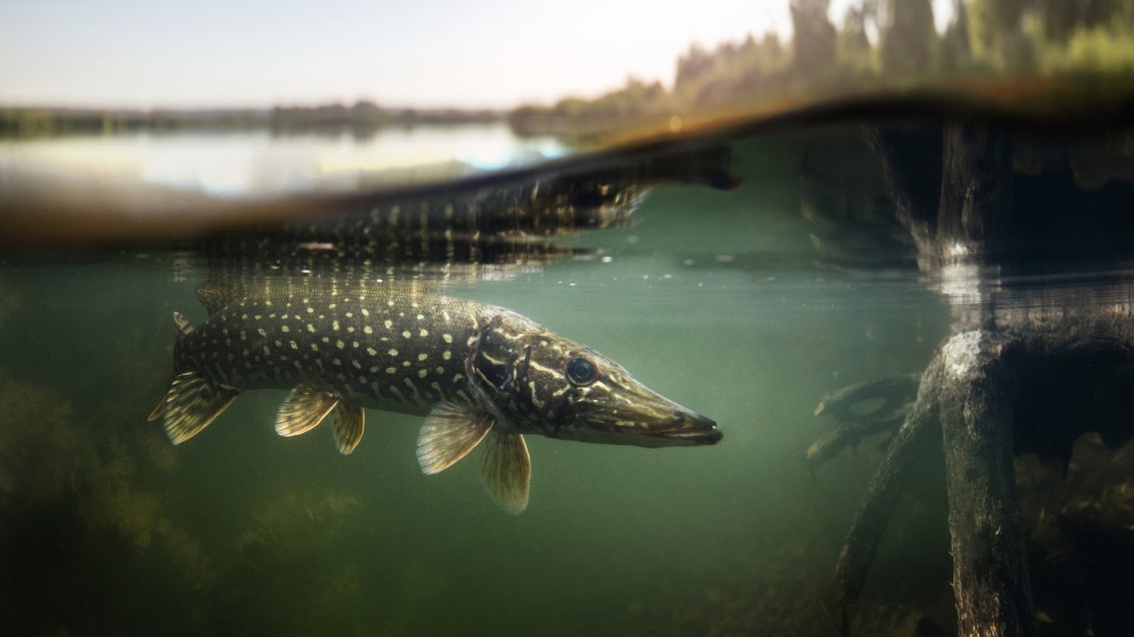 Handle Pike safely for catch and release