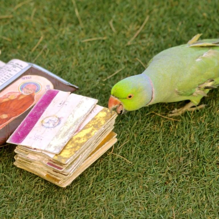 A bird eating a stack of cards

Description automatically generated