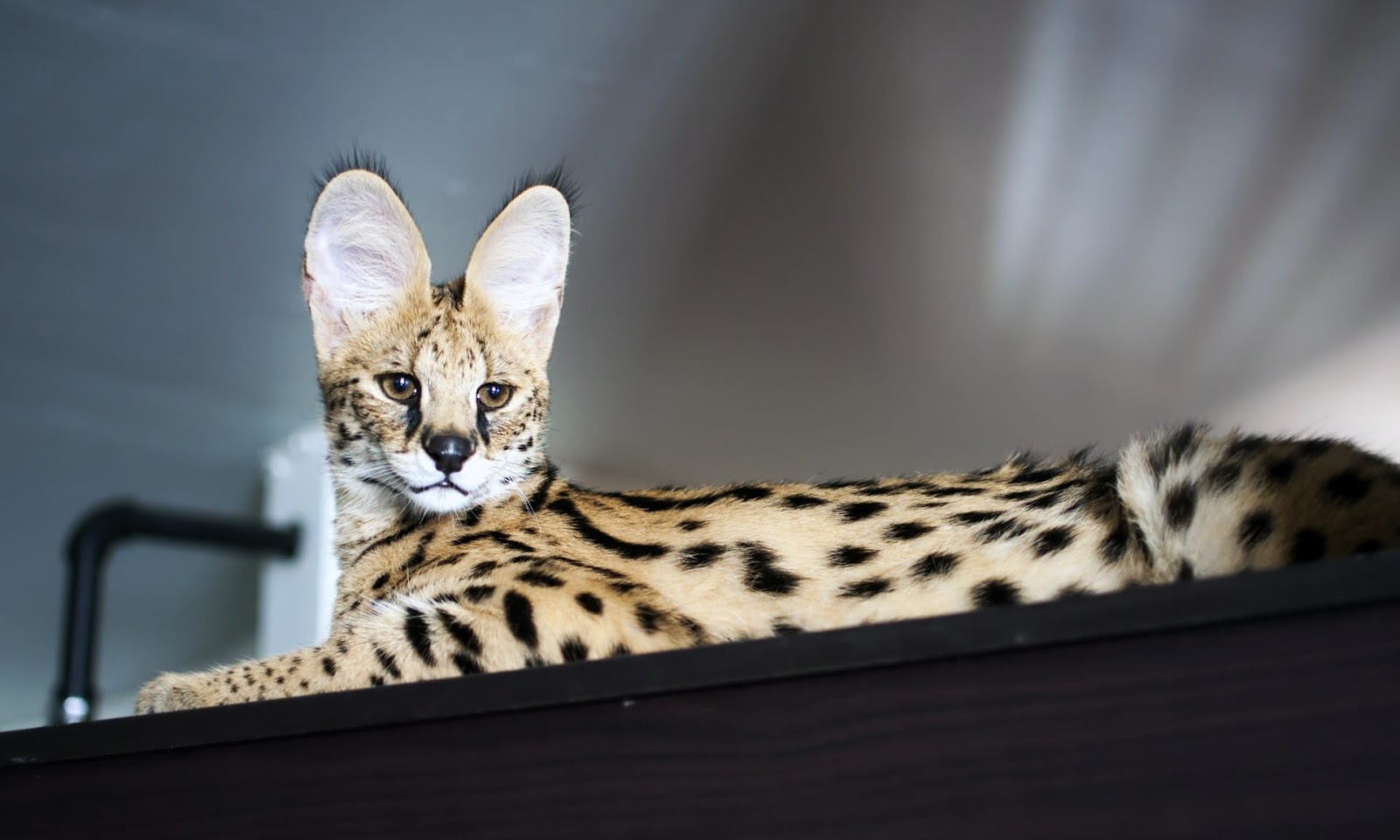 Are Savannah Cats Hypoallergenic