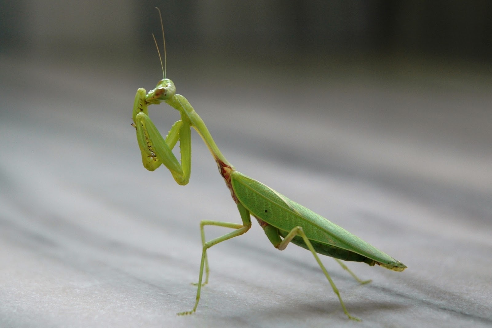 How Long Do Praying Mantises Live In Captivity