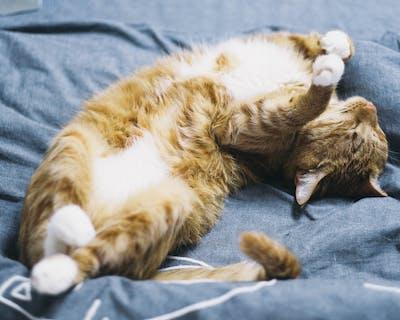 A cat lying on its back on a blue blanket

Description automatically generated