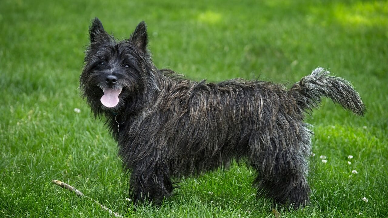 small dog breeds - cairn terrier