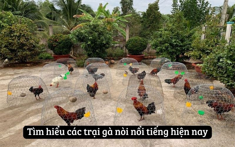 Tìm hiểu các trại gà nòi nổi tiếng hiện nay