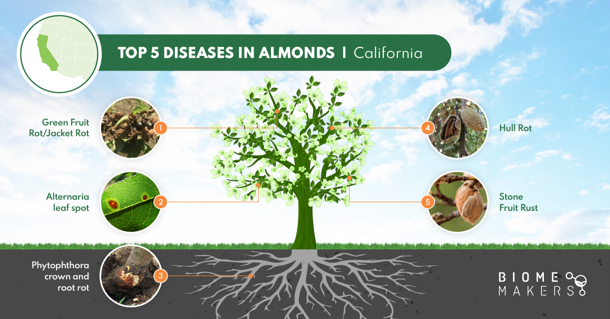 Top 5 diseases in Almonds in California