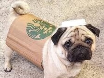 Can I take my dog in Starbucks UK?