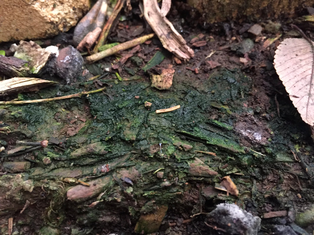 What causes green soil