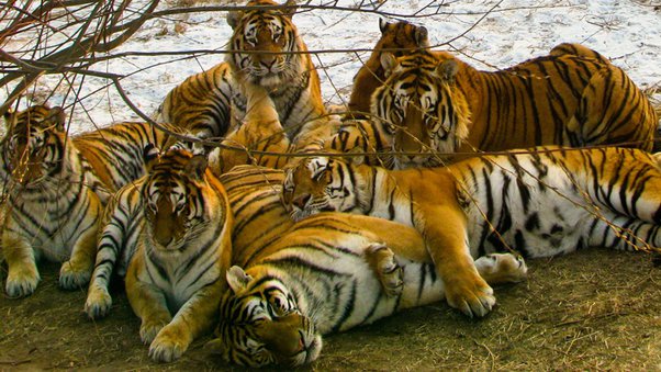 Tigers in group